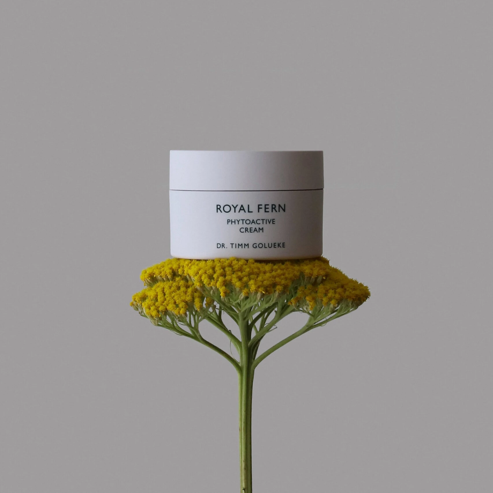 Spotlight: Royal Fern
