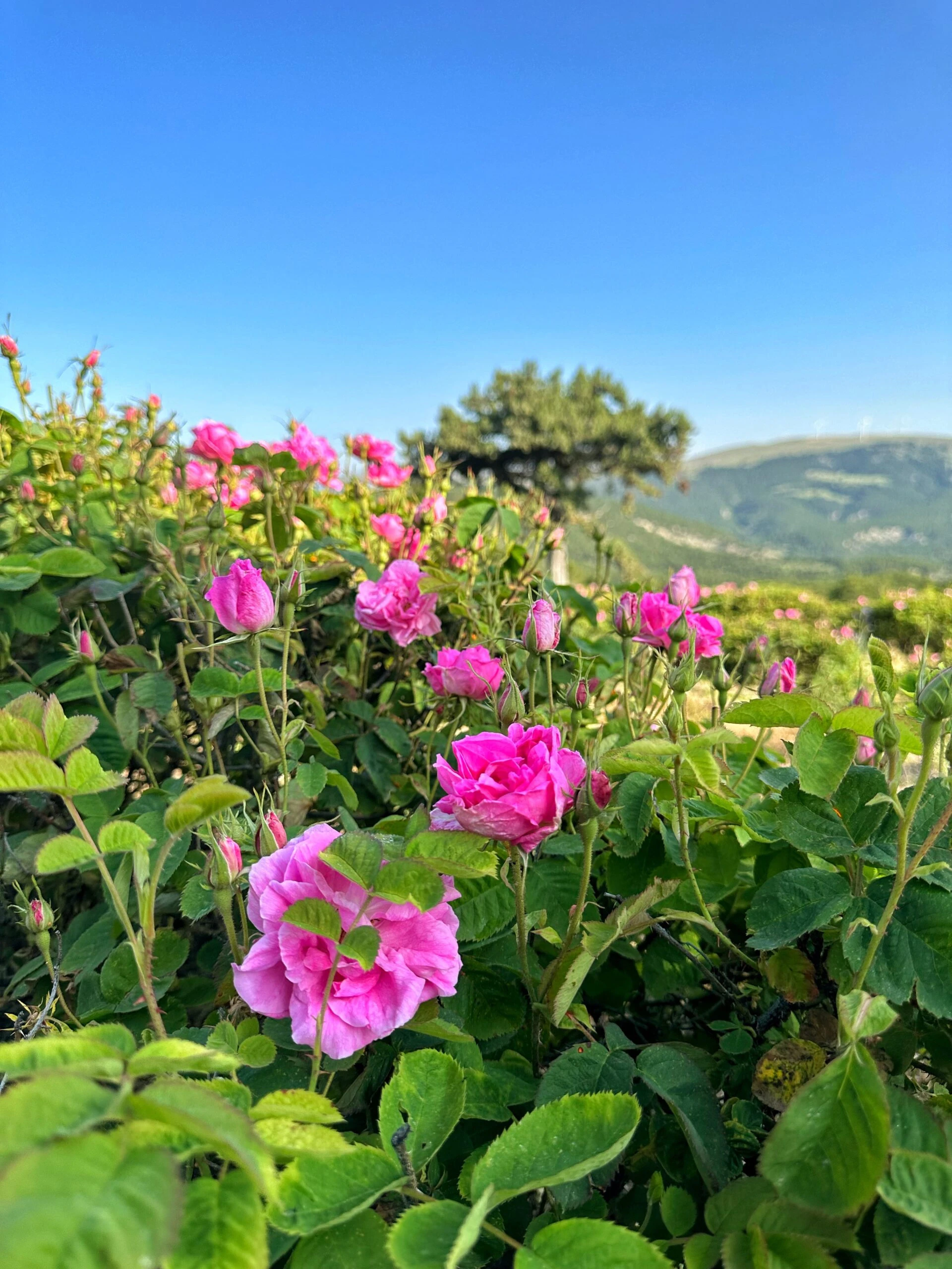 Gül Serüveni – görsel 2