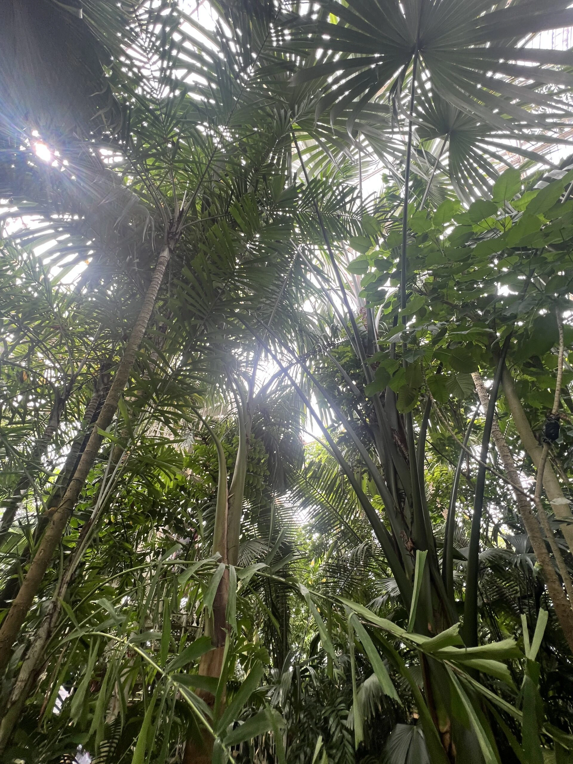 Kew Gardens İzlenimlerim – görsel 5