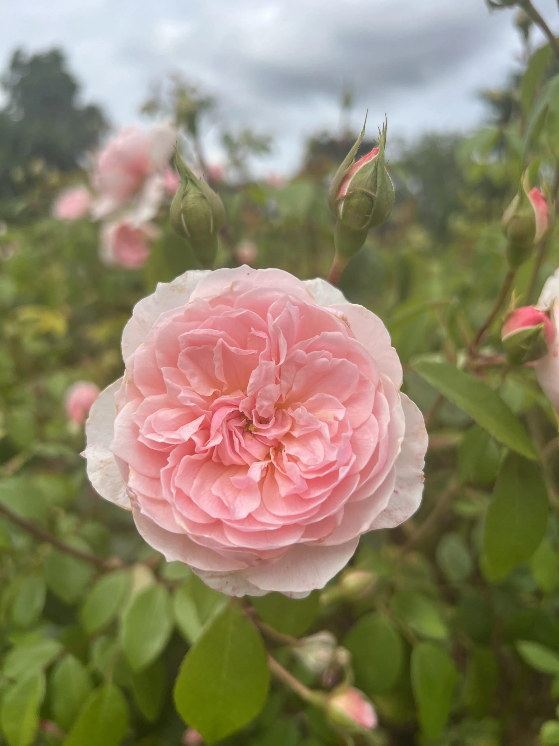 Kew Gardens İzlenimlerim – görsel 4