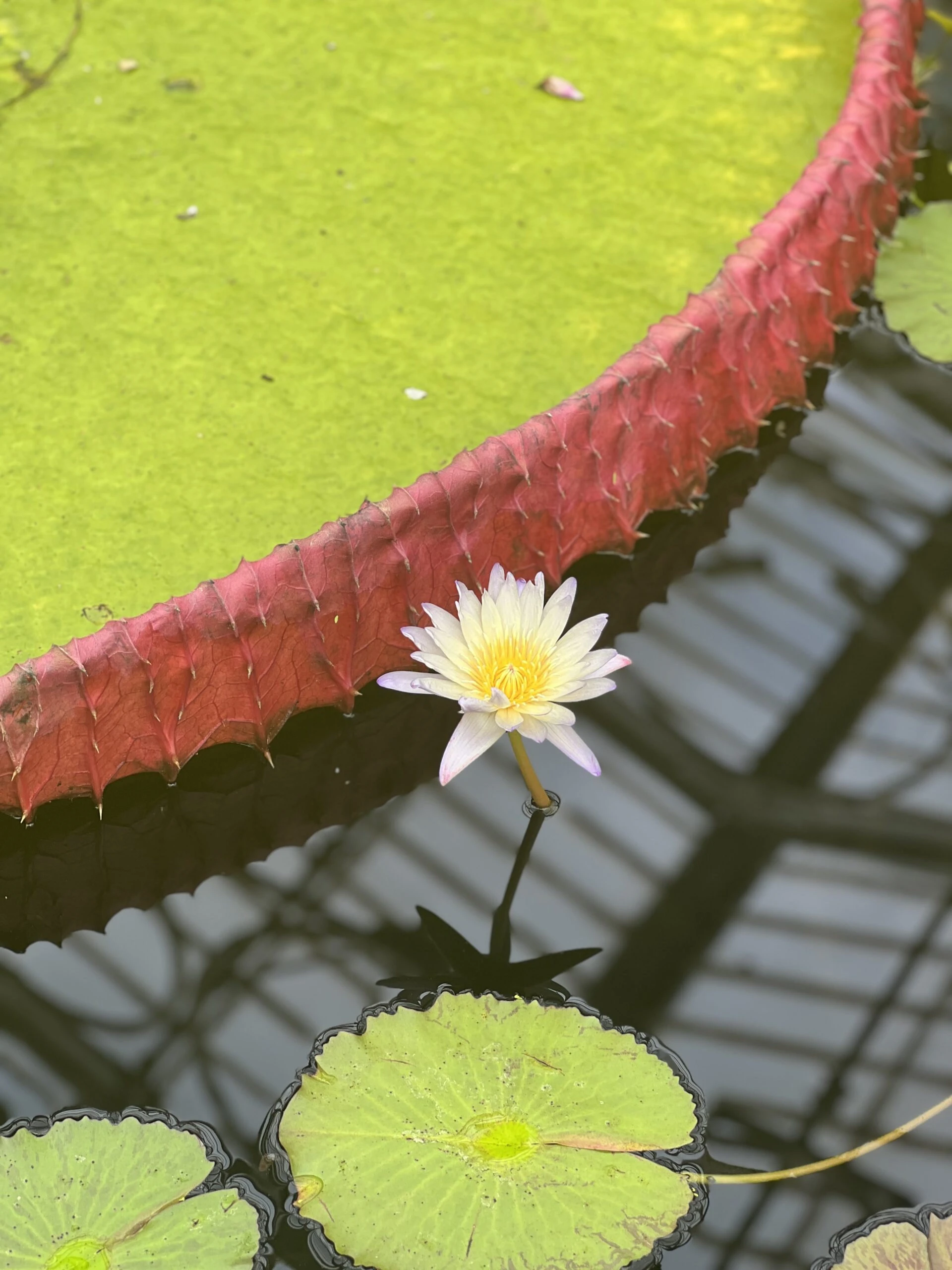 Kew Gardens İzlenimlerim – görsel 8