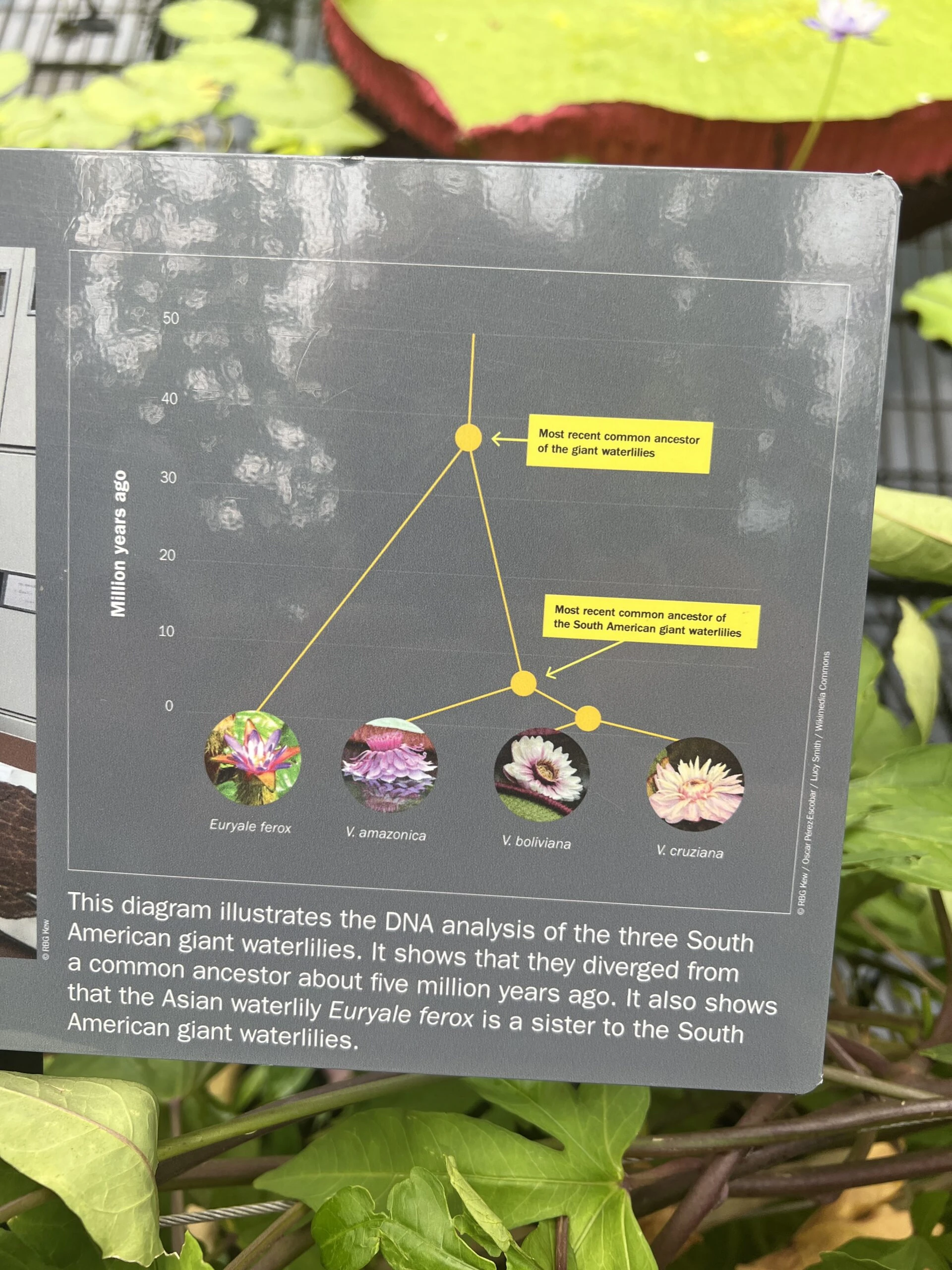 Kew Gardens İzlenimlerim – görsel 9