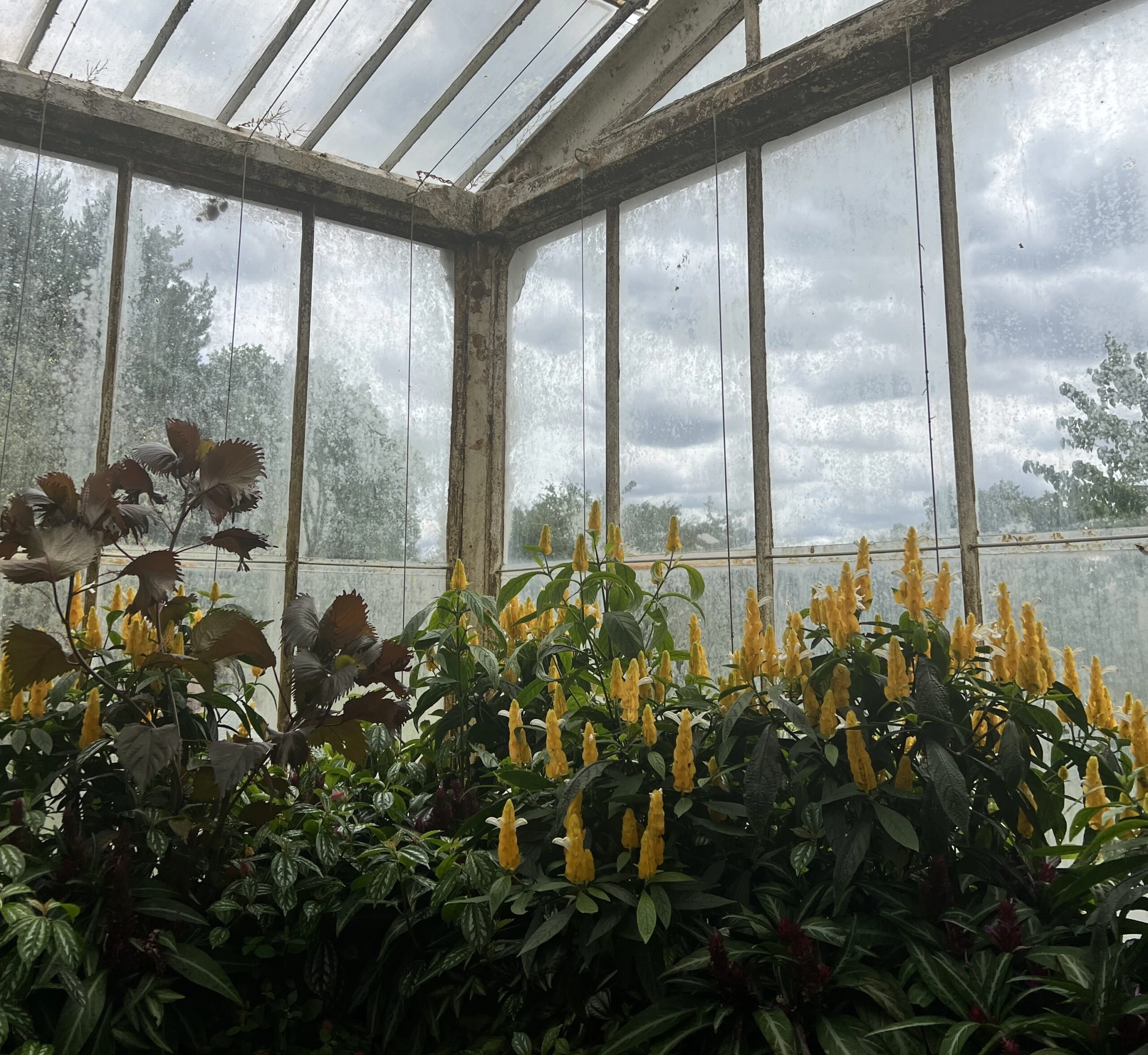Kew Gardens İzlenimlerim