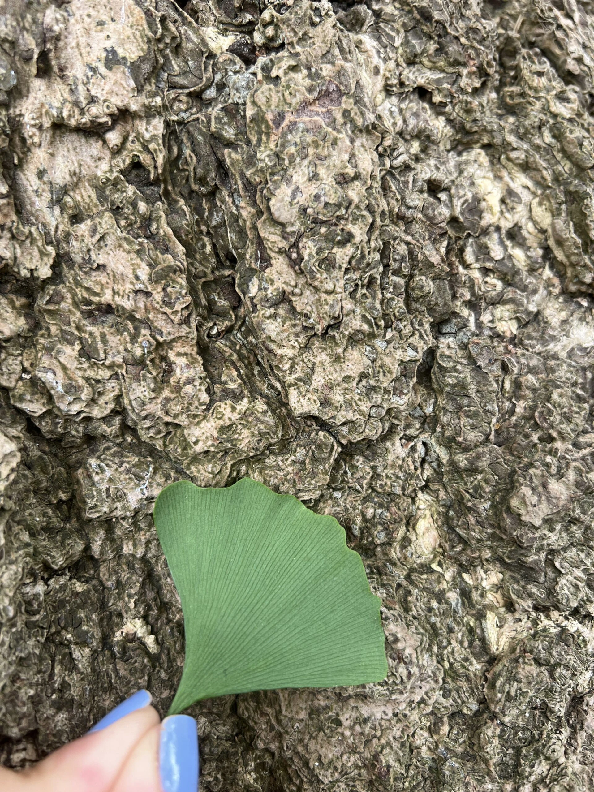 Kew Gardens İzlenimlerim – görsel 10