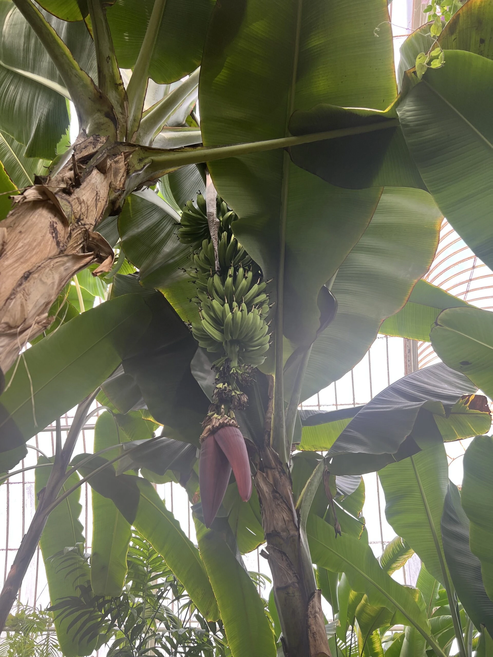 Kew Gardens İzlenimlerim – görsel 6