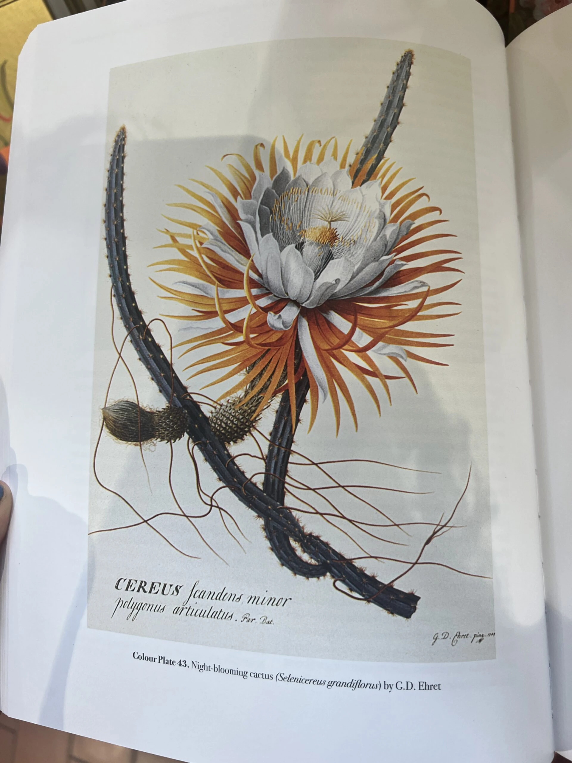 Kew Gardens İzlenimlerim – görsel 22