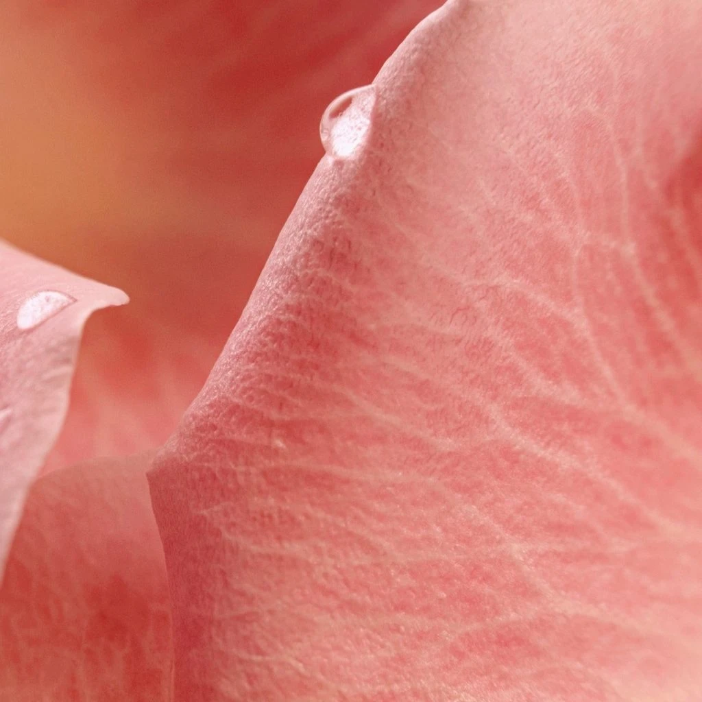 Maison Crivelli’den Yeni Bir Başyapıt: Musc Nurāsana Extrait de Parfum – görsel 3