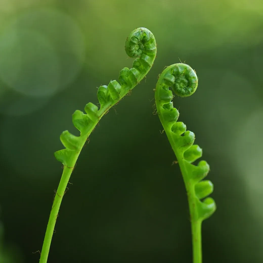 Spotlight: Royal Fern – görsel 1