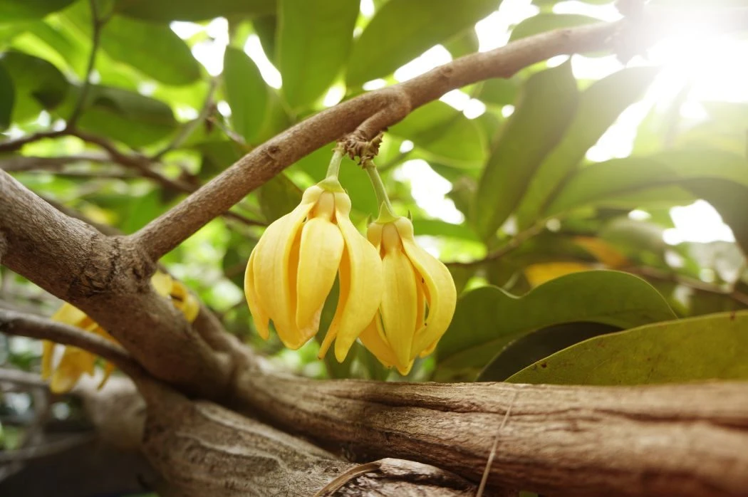 Ylang Ylang ile Sarılmak – görsel 2