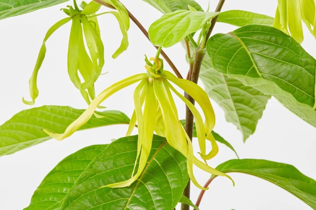 Ylang Ylang ile Sarılmak – görsel 1